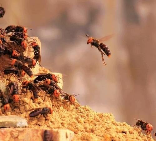 四川爷孙三人惨遭毒蜂蛰死，地窟窿是一种什么蜂？