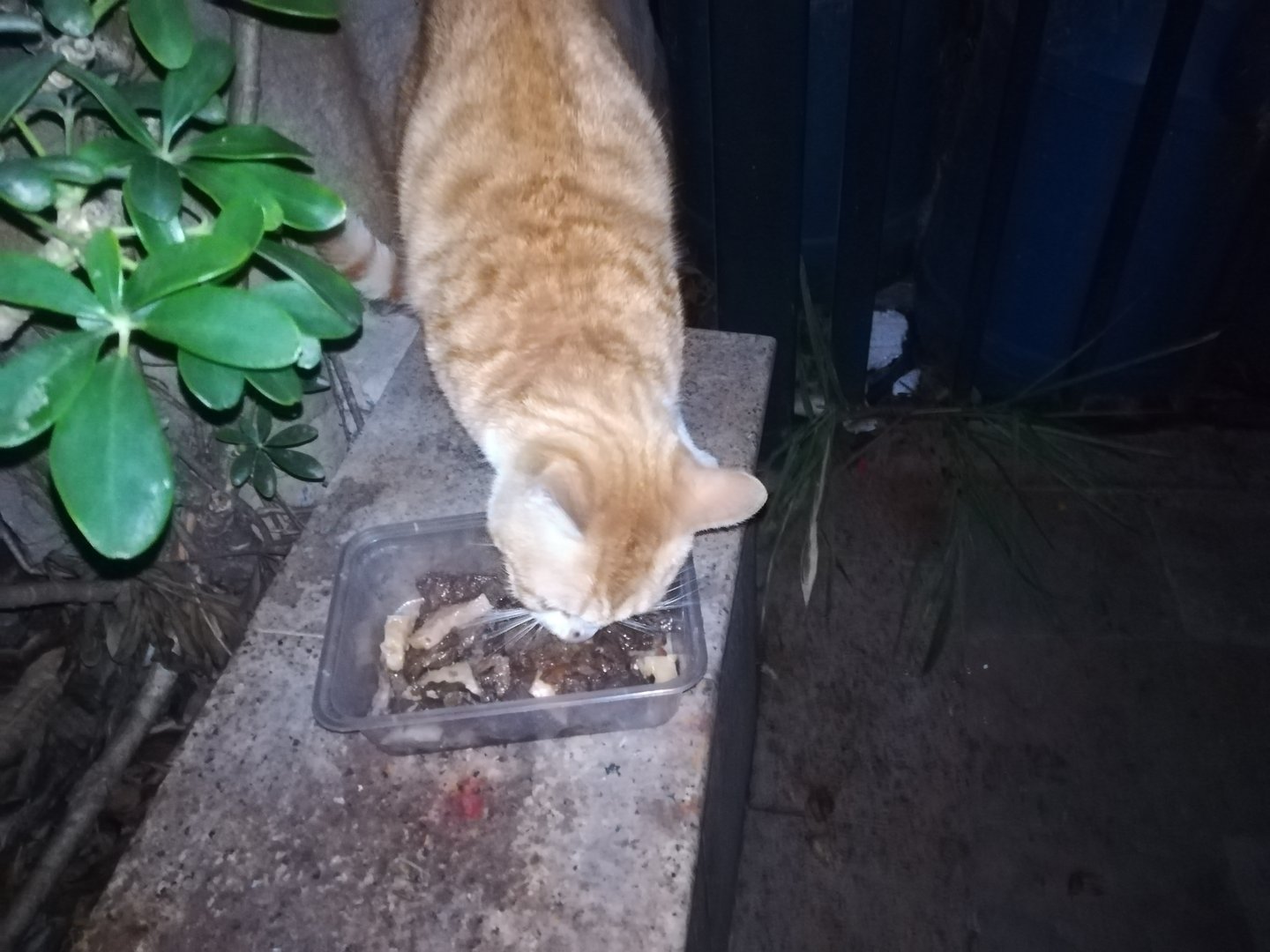 就是一只小猫咪一直在那里叫我给他喂了点香肠，他也不吃，然后他看到我就一直在那叫，不知道怎么回事？