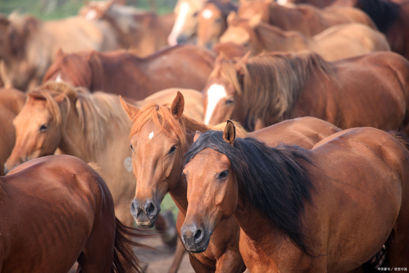 哪些生肖目光短浅,就只会看重眼前利益呢?