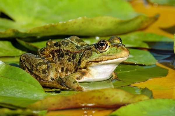 蚂蚁的天敌有哪些动物？