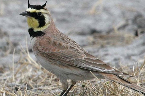 百灵鸟是什么颜色的？有图片吗？