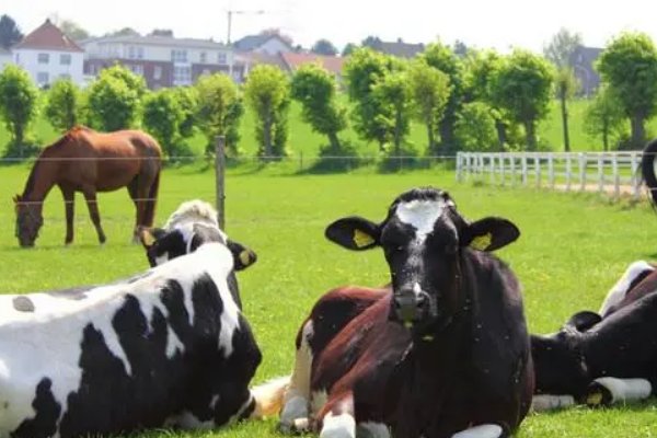 牛和马相配婚姻如何