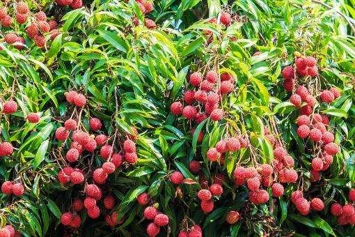 标价上千元一斤的挂绿荔枝，凭什么每市斤售价千元？