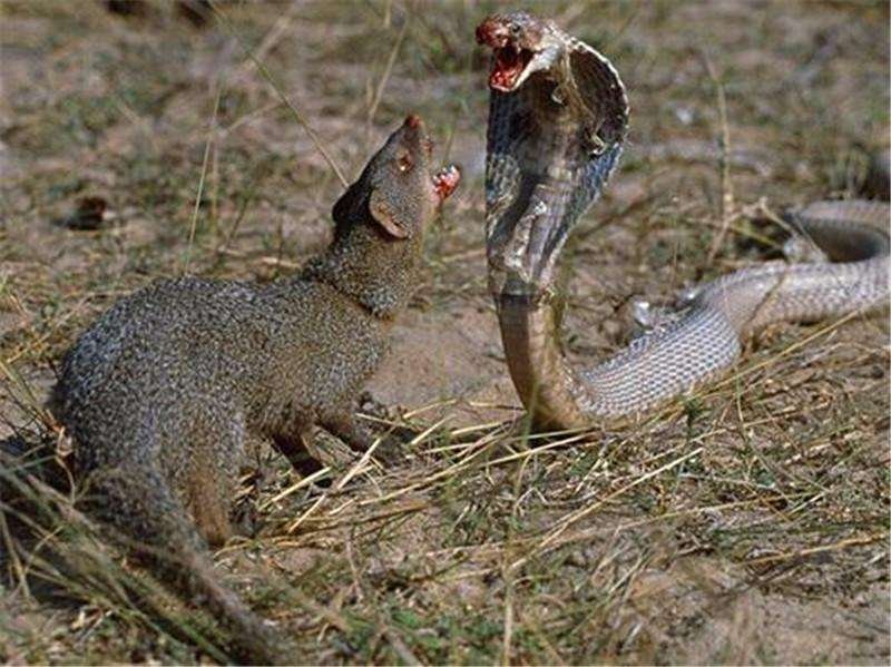 眼镜王蛇大战獴,没想到眼镜王蛇也有怕的动物,这算是一山更比一山高吗?