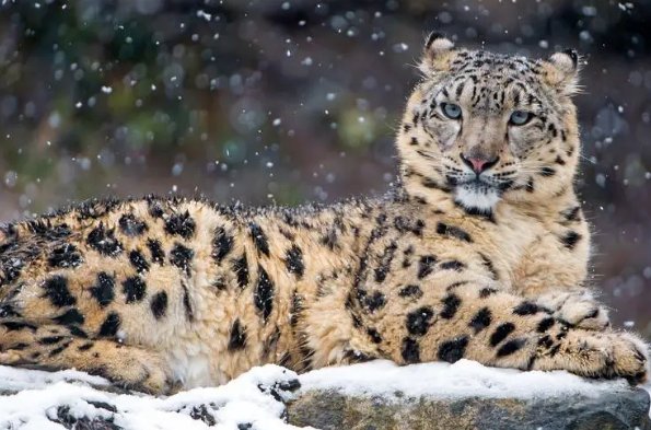 强者反己什么生肖