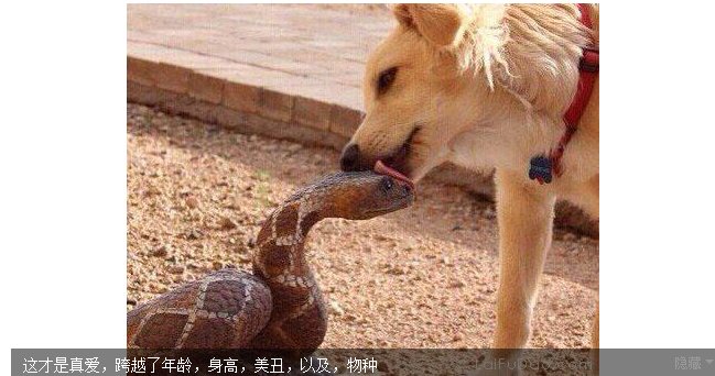 情深不惧缘浅,爱情没有界限什么意思