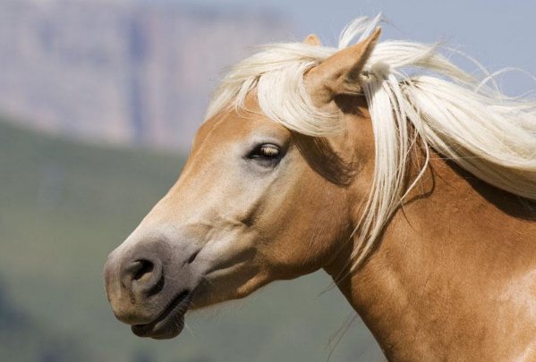 “路遥知马力，日久见人心”，这句话是典故吗？