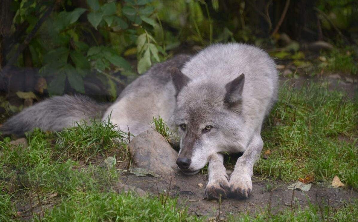 男子在动物园狮笼里发现一只金毛，这是怎么一回事？