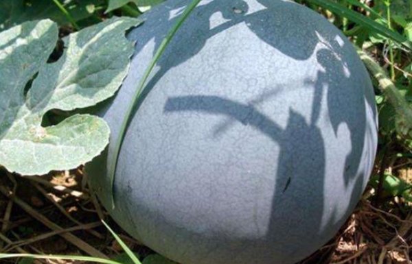 西瓜品种十大排行榜