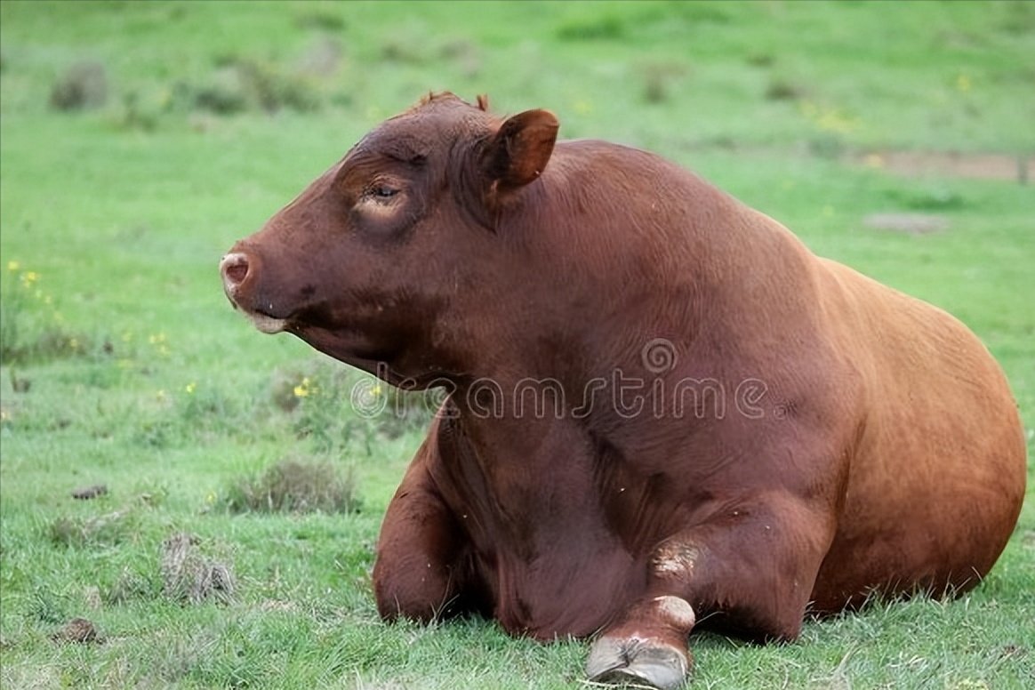 生活中很多人比较固执，他们我行我素，不撞南墙不回头，十二生肖都有谁呢？
