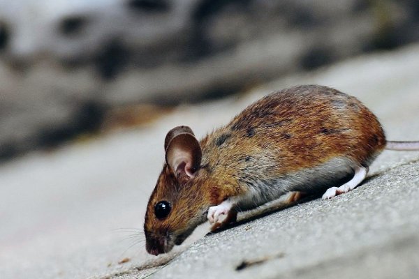 投机取巧三大生肖