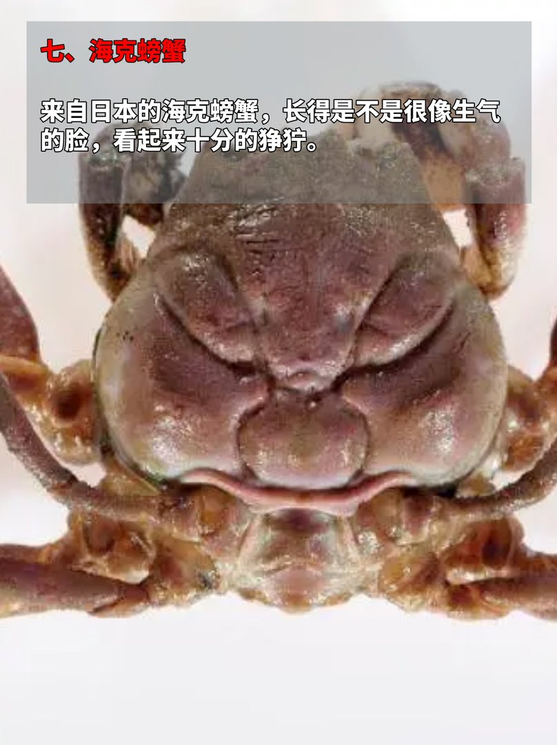 长着人脸的动物，见过的都惊呆了