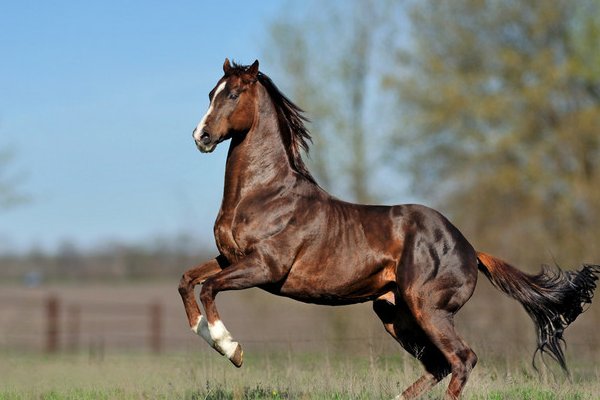 满载而归指什么动物