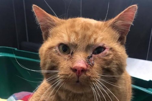 龙岩一小区深夜有4只小猫被人从高楼接连抛下,这到底何人所为?