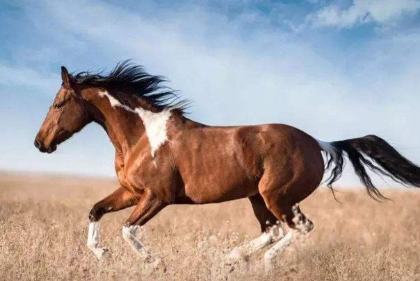 “路遥知马力，日久见人心”，这句话是典故吗？