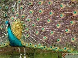 是如珍宝打一动物