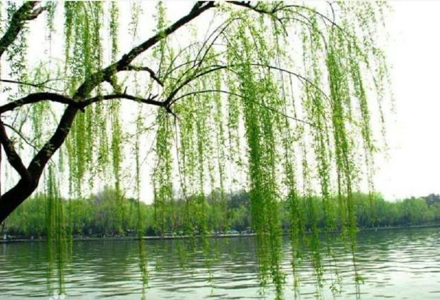 碧绿妆成一树高万条垂下绿丝绦的妆是什么意思和绿丝绦是什么意思？