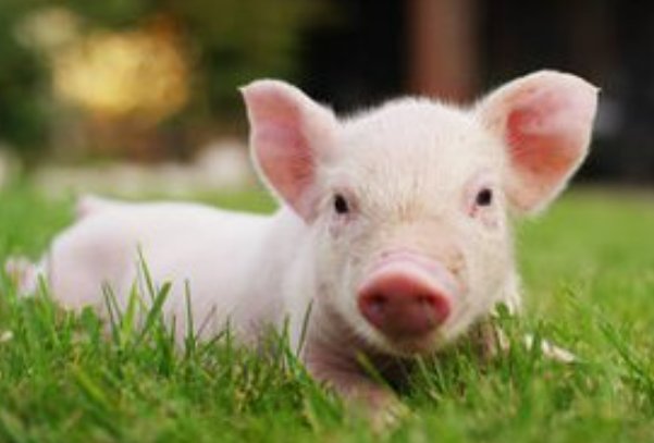 攀高枝是形容什么生肖