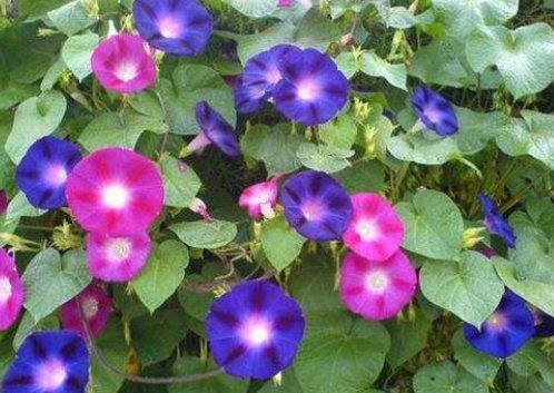 一天中按时间开的有什么花?