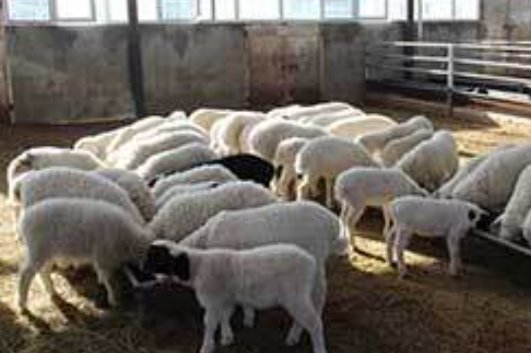 伏羲有哪些发明创造