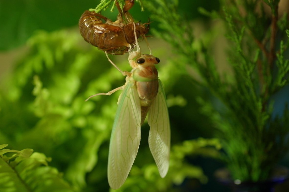 金蝉脱壳是什么意思？