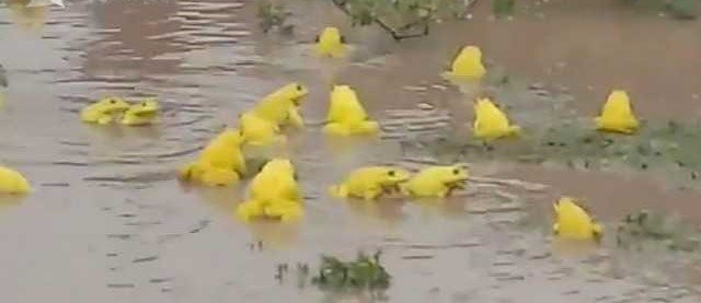 印度农田现金色青蛙群，这种青蛙是否有毒？