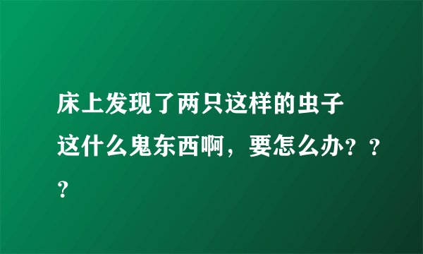 床上发现了两只这样的虫子 这什么鬼东西啊，要怎么办？？？