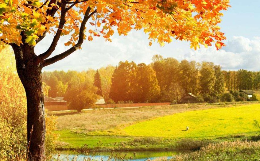 秋天黄叶的唯美句子