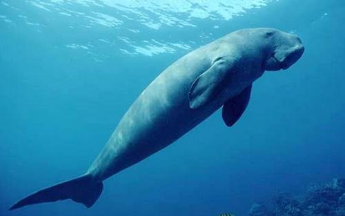 海洋生物被人称为美人鱼的是什么