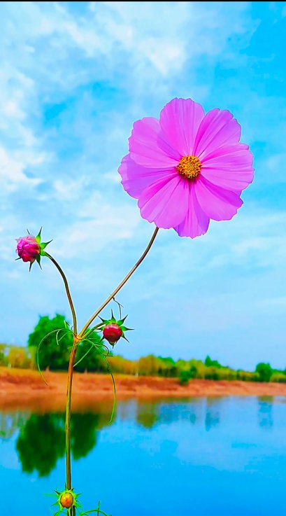 殷勤解却丁香结，纵放繁枝散诞春的意思是什么？