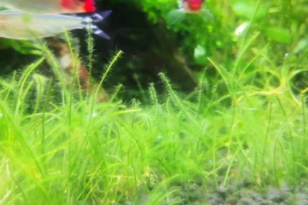 地球上最早出现的绿色植物是