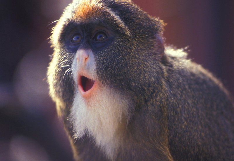 人人喊打是什么生肖