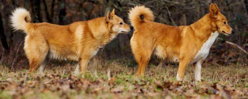 卡南犬的优缺点