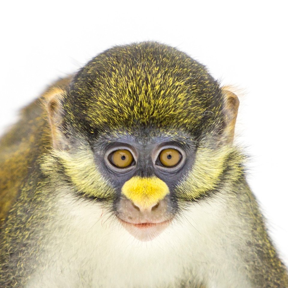 大白鼻长尾猴的分布范围