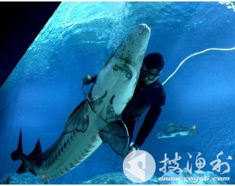 鲟属的在我国的分布及情况