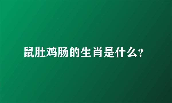 鼠肚鸡肠的生肖是什么？