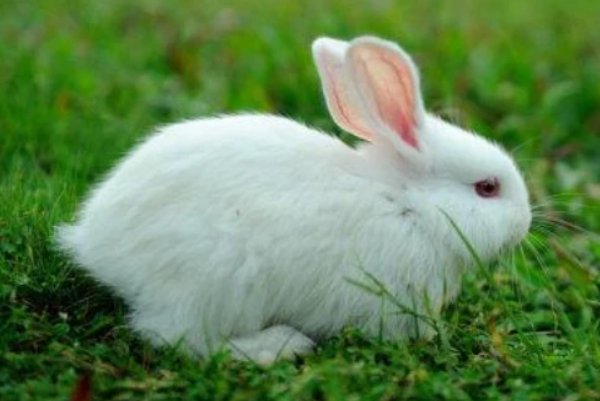 恸哭流涕是什么生肖