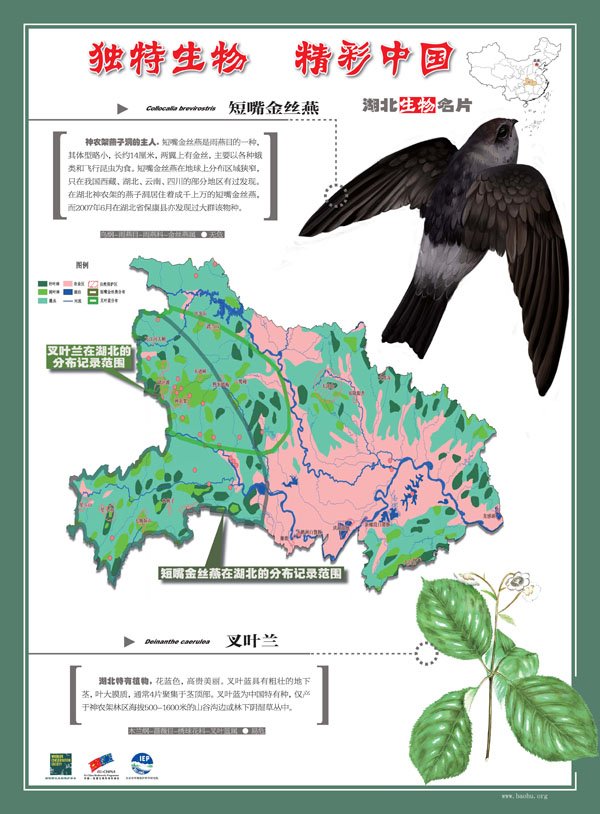 短嘴金丝燕的分布范围