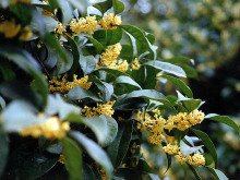 有关桂花树的资料