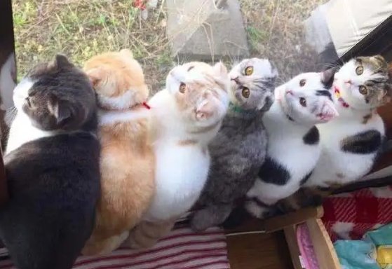 金华7只小猫全神贯注看《猫和老鼠》画面很治愈，它们真的能看懂吗？