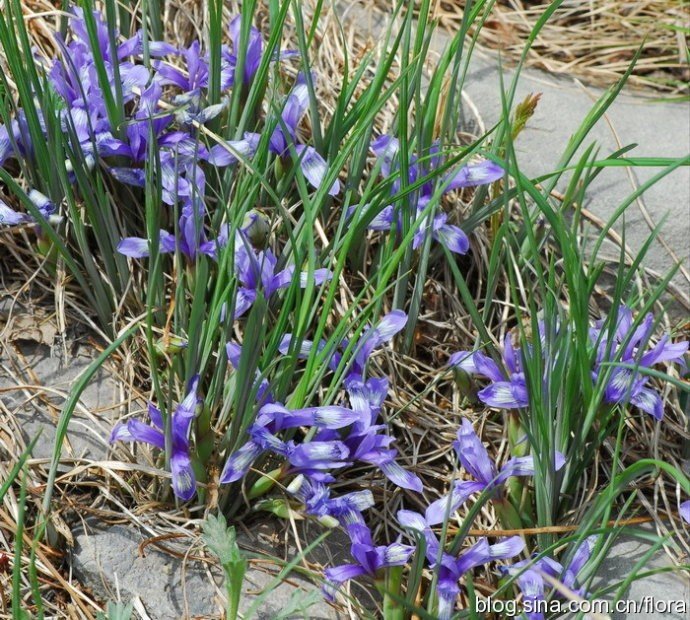 矮紫苞鸢尾和马蔺一样吗？