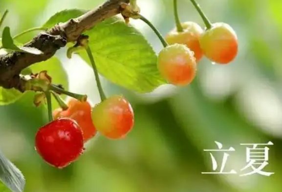 立夏看夏的说法是什么意思