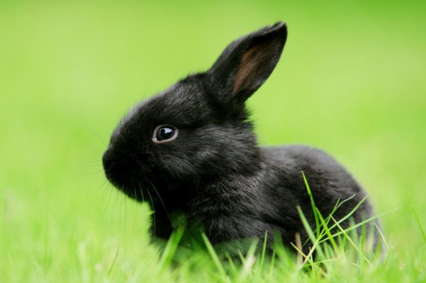 妾妇之道的动物是什么