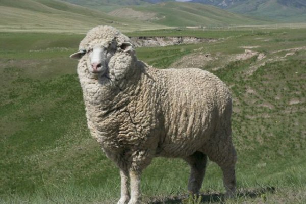 独行天下打一生肖