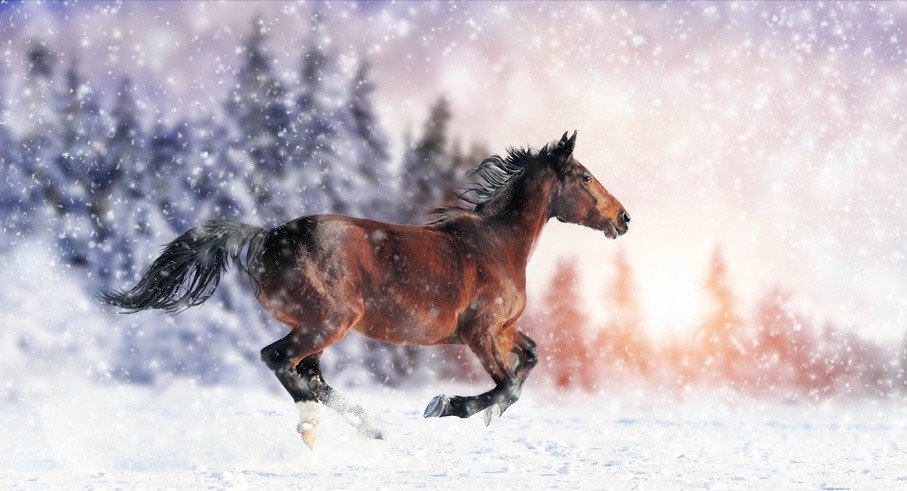 生活中很多人比较固执，他们我行我素，不撞南墙不回头，十二生肖都有谁呢？