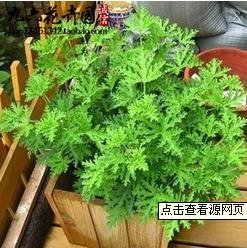 请问,谁知道苗方草长什么样子?求图片,谢谢