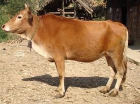 南丹黄牛与隆林黄牛、涠洲黄牛俗称广西“三大黄牛”，这三大黄牛有何特点？