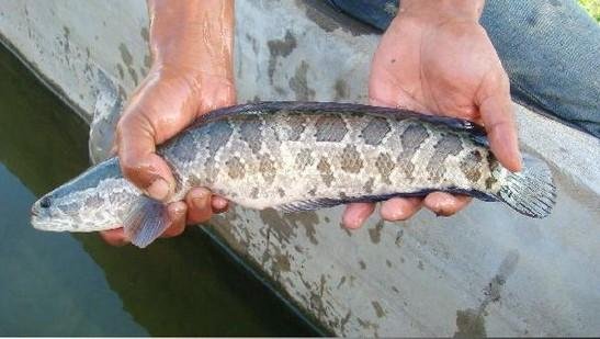 黑鱼被遗忘洗手间存活11个月掉色，黑鱼为什么会掉色呢？