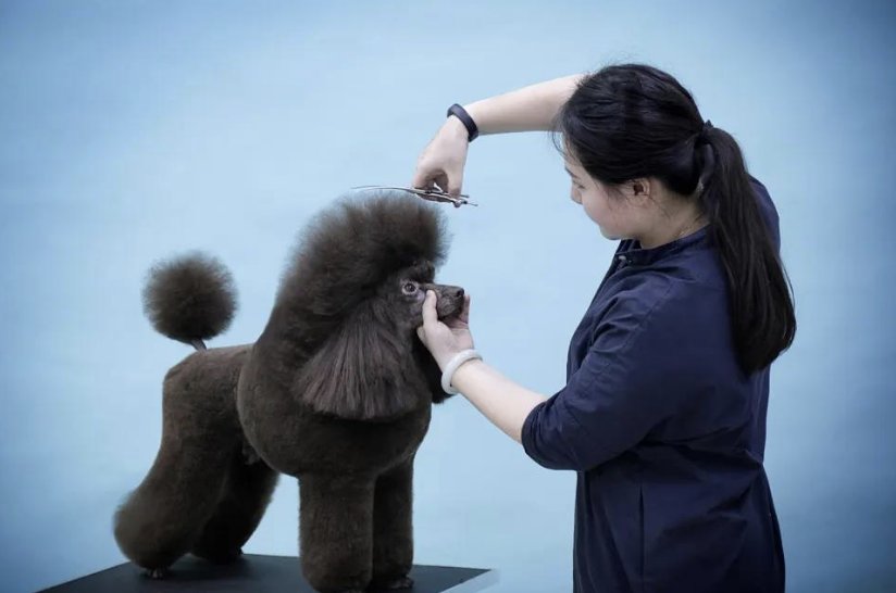 宠物美容学校排行榜前十名都是哪些？