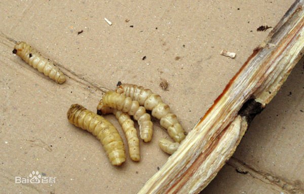 倒斗黄狼虫百度百科